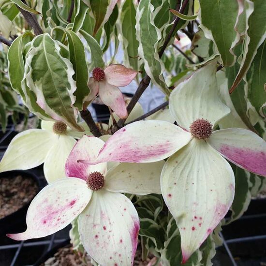 Cornus kousa Shira-yuki