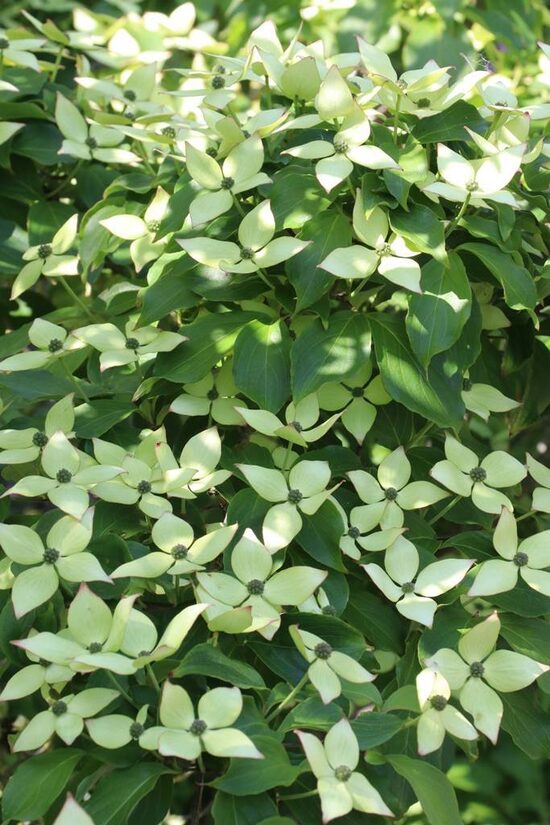 Cornus kousa Delicatesse