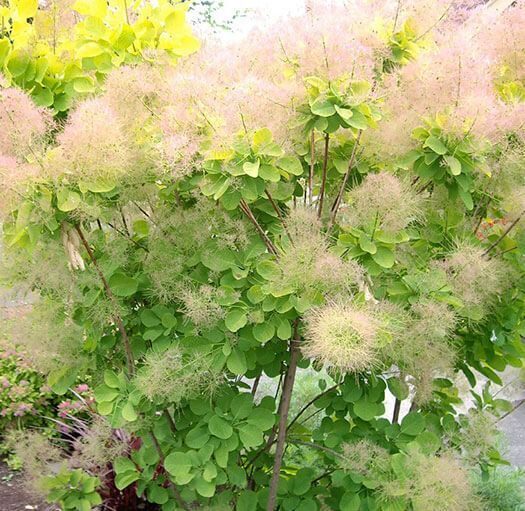 Cotinus coggygria Golden Spirit- parūkkoks