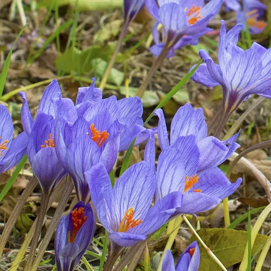 Crocus speciosus Conqueror- rudens krokusi (iep.5 gab)