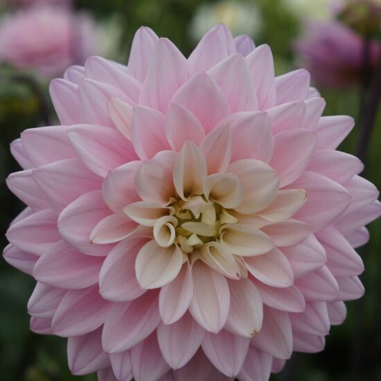 Dahlia Karma Prospero- dālija
