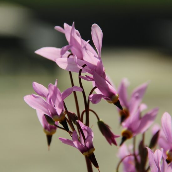 Dodecatheon meadia Queen Victoria- ducīte Mīda