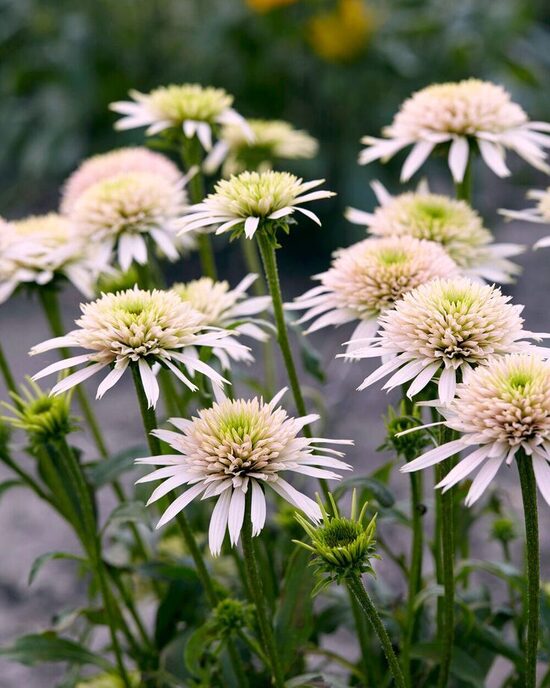 Echinacea Cherry Fluff- ehinācija