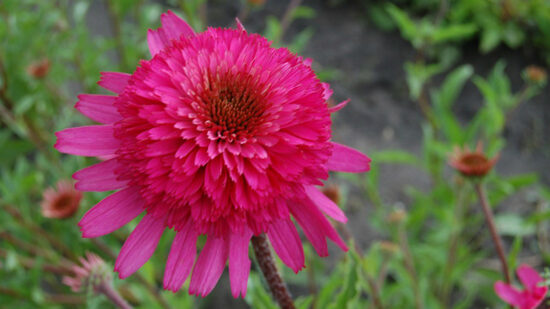 Echinacea purpurea Southern Belle- ehinācija
