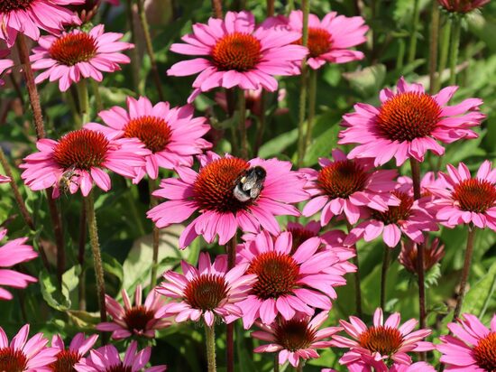 Echinacea purpurea SunMagic Vintage Hot Pink- ehinācija