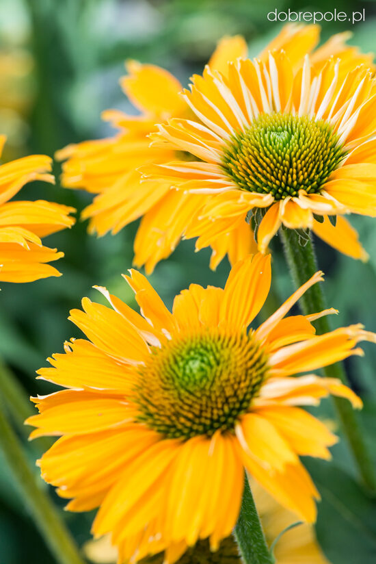 Echinacea purpurea SunMagic Vintage Mango- ehinācija