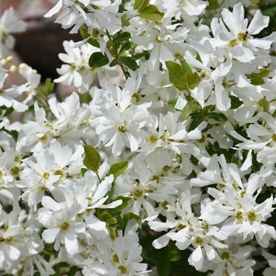 Exochorda macrantha (x) LOTUS MOON 'Bailmoon'- eksohorda