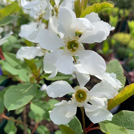 Exochorda racemosa BLUSHING PEARL- ķekaru eksohorda