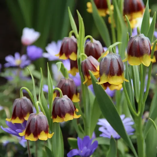 Fritillaria michailovskyi- fritilārija (iep.5 gab)