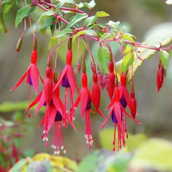 Fuchsia magellanica Ricartonii- Magelāna fuksija