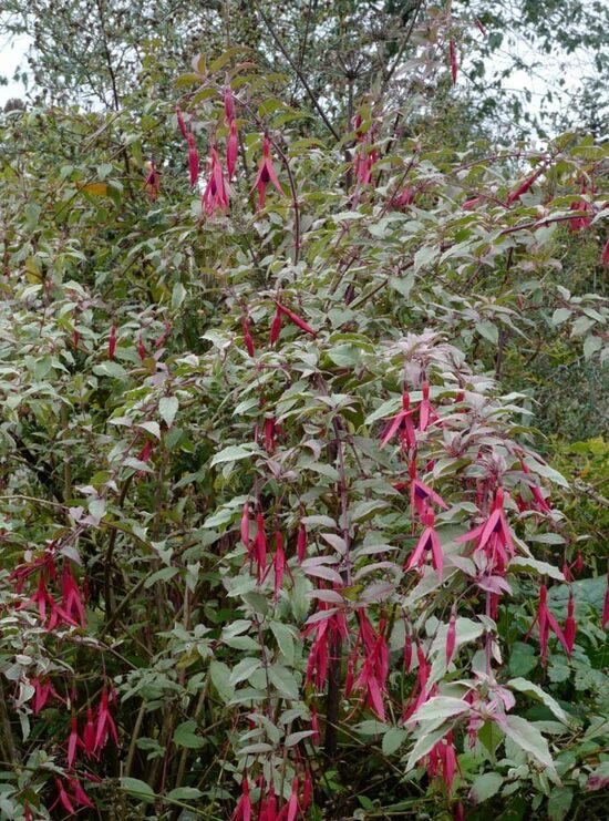 Fuchsia magellanica Tricolor- Magelāna fuksija