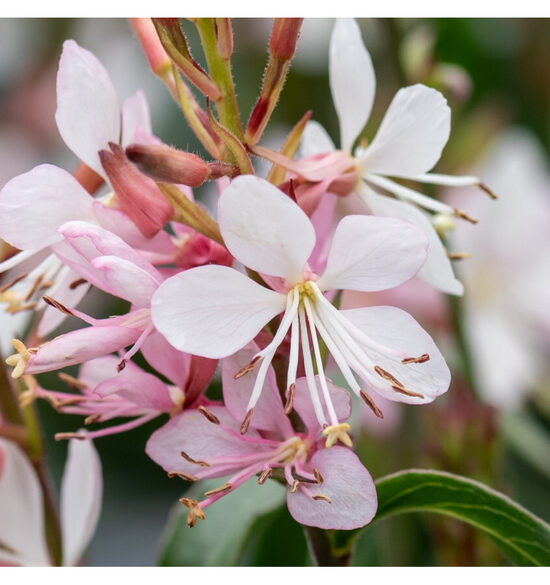 Gaura lindheimeri Graceful Blush- gaura