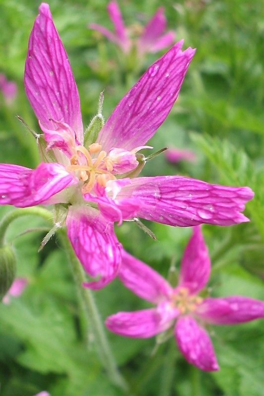 Geranium oxonianum f. thurstonianum- gandrene