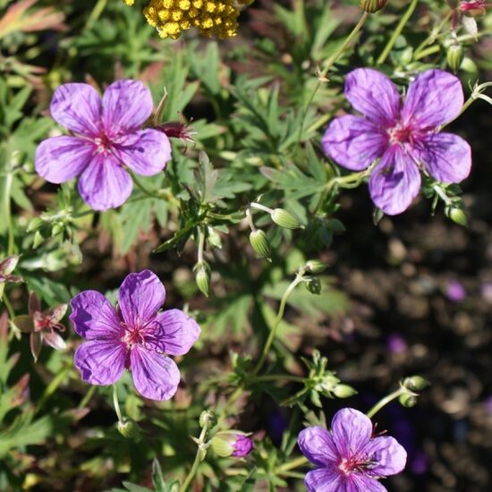 Geranium yesoense var. nipponicum- gandrene