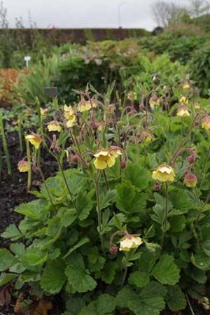Geum Lisanne- bitene