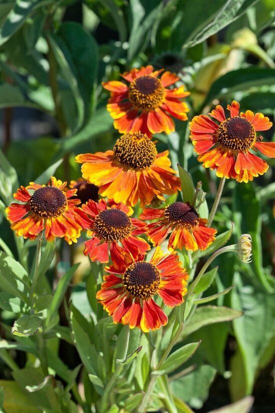 Helenium x cultorum Kupferzwerg- helēnija