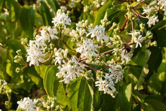 Heptacodium miconioides TIANSHAN 'Minhep'