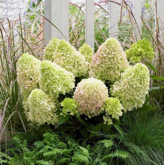 Hydrangea paniculata Little Alf- skarainā hortenzija