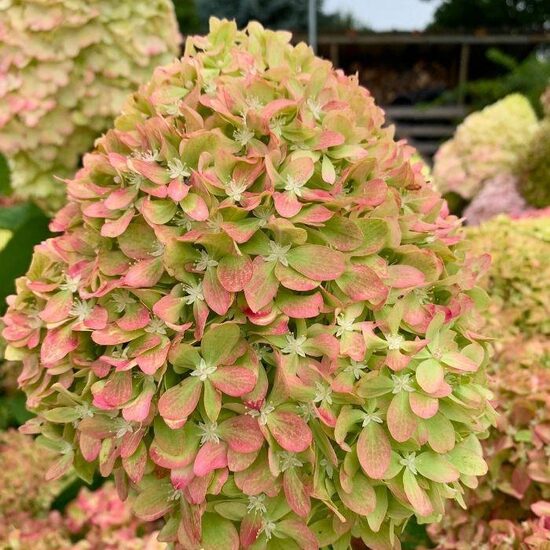 Hydrangea paniculata Pixio- skarainā hortenzija