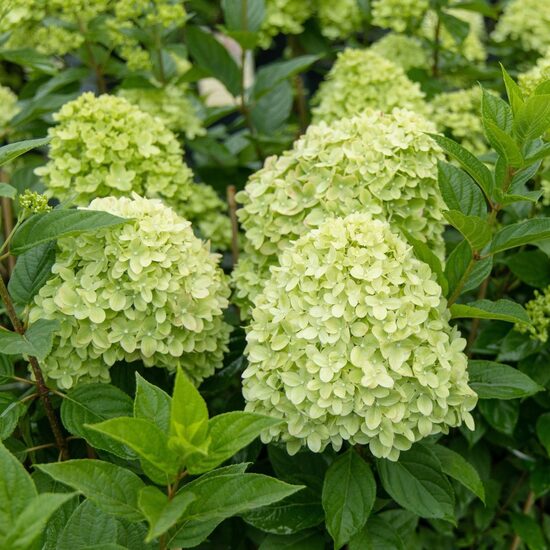 Hydrangea paniculata LITTLE SPOOKY 'GRHP08'- skarainā hortenzija