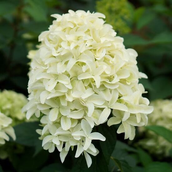 Hydrangea paniculata SKYFALL- hortenzija