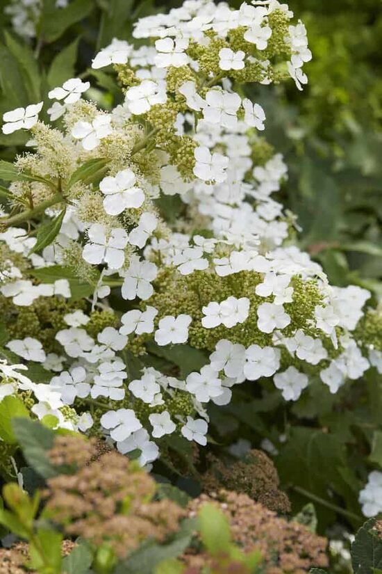 Hydrangea quercifolia ICE CRYSTAL HQOPR010 PBR- ozollapu hortenzija
