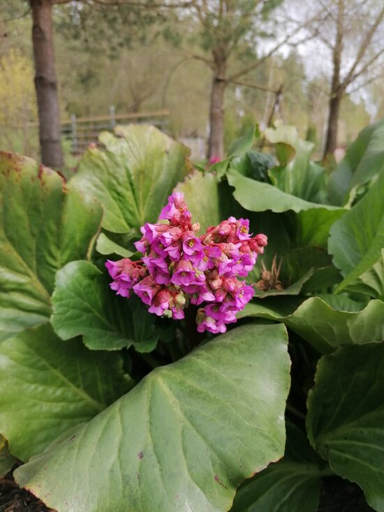 Bergenia cordifolia- sirdslapu bergēnija