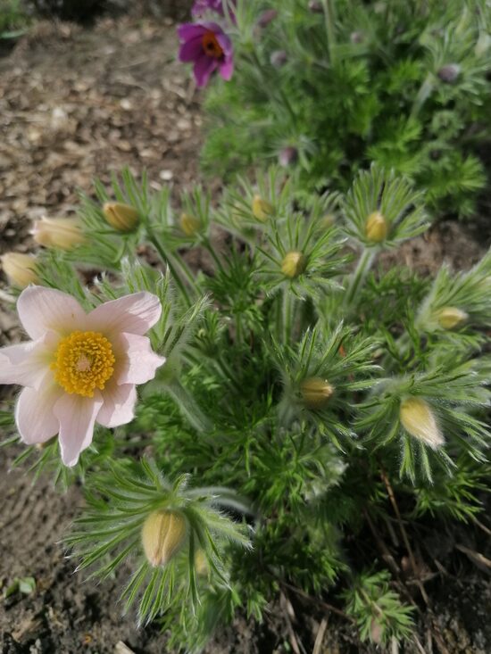 Pulsatilla vulgaaris- silpureņu sējeņi