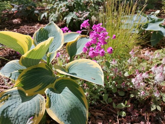 Phlox stolonifera Pink Ridge