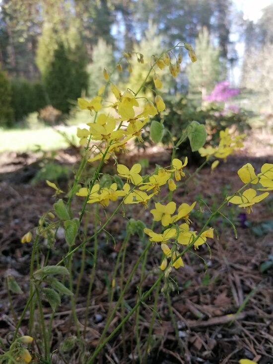 Epimedium pinnatum ssp colchicum
