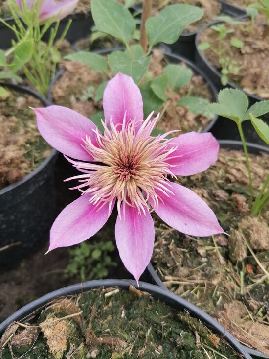 Clematis Empress