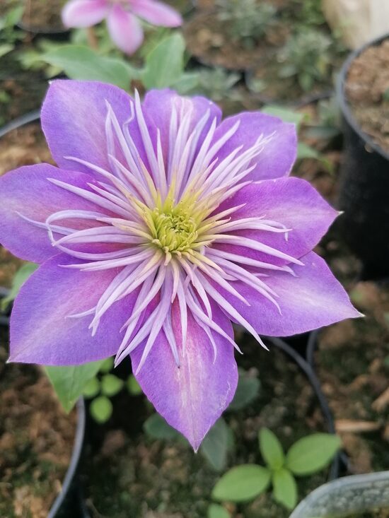 Clematis Crystal Fountain