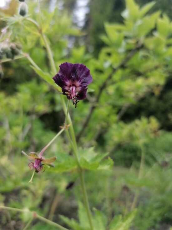 Geranium phaeum Lisa- gandrene