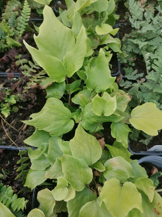 Cyrtomium macrophyllum