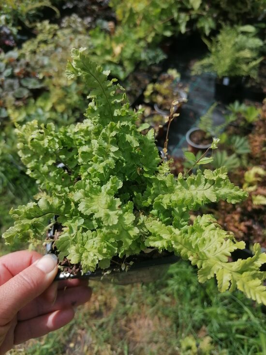 Dryopteris filix- mas Crispa Cristata
