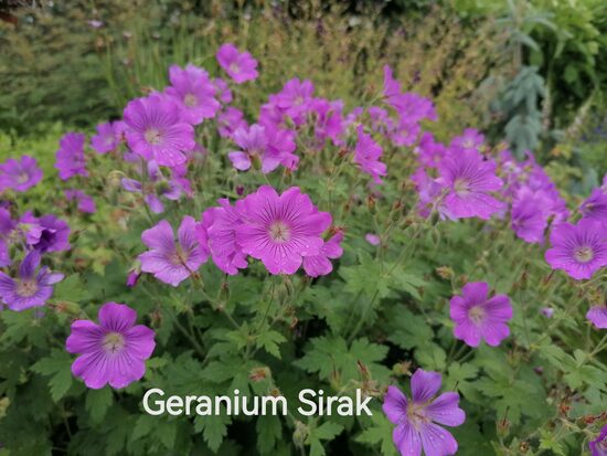 Geranium hybrid Sirak- gandrene