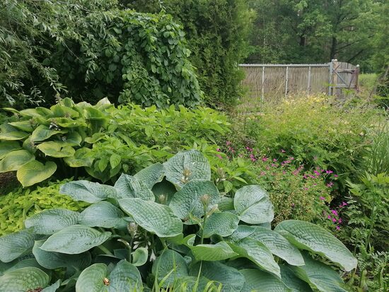 Hosta Grey Cole- hosta