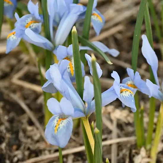 Iris reticulata Blue Planet- tīkliņīriss (iep.5 gab)