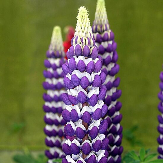 Lupinus x hybridus Purple/ White- lupīna