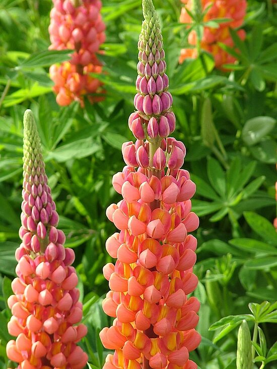 Lupinus x hybridus Red/Orange- lupīna
