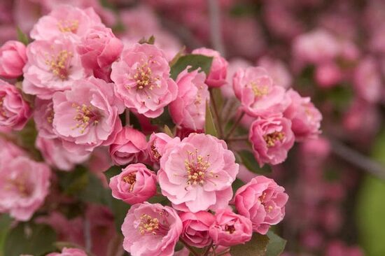 Malus Brandywine- dekoratīvā ābele