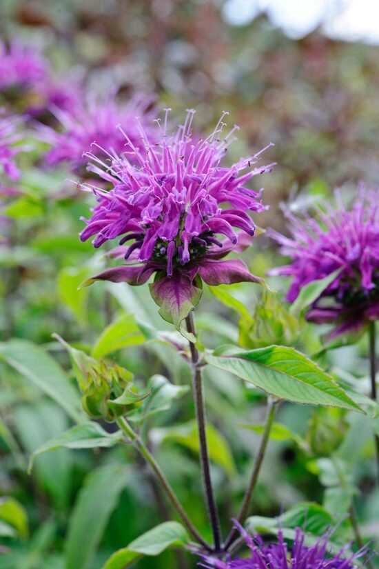 Monarda Blaustrumpf- monarda