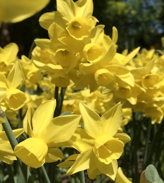 Narcissus Sunlight Sensation- narcises (iep. 10 gab)