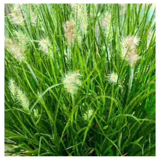 Pennisetum alopecuroides Tiny Twinkler- lapsastu spalvzāle