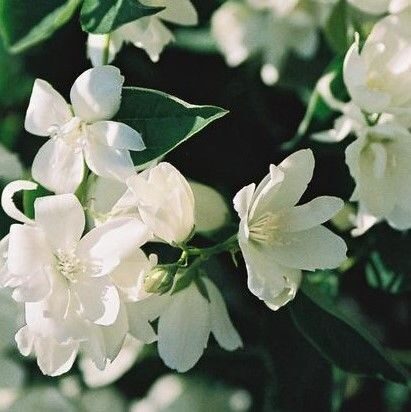 Philadelphus Balet Motylkow- filadelfs