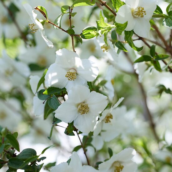 Philadelphus Petite Perfume White- filadelfs