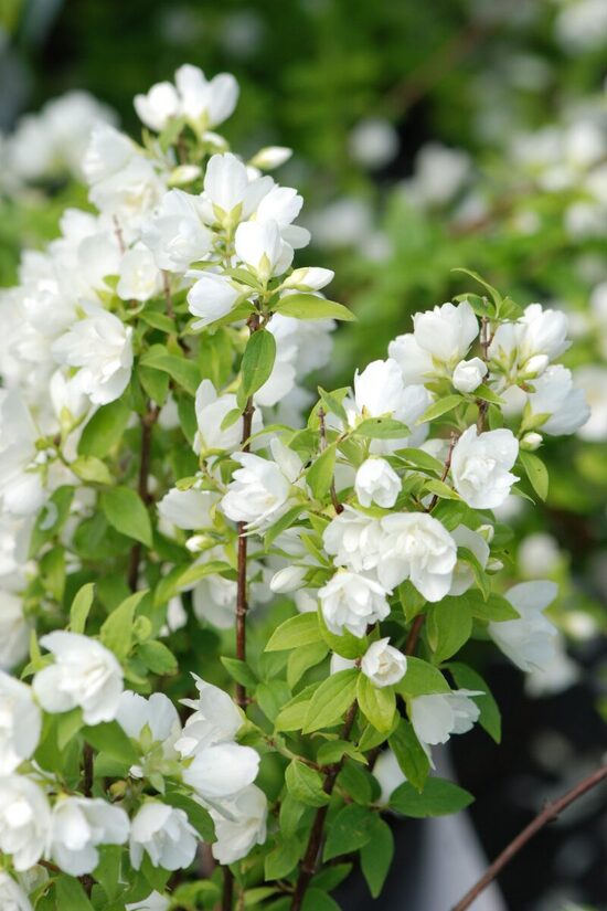 Philadelphus Manteau d'Hermine