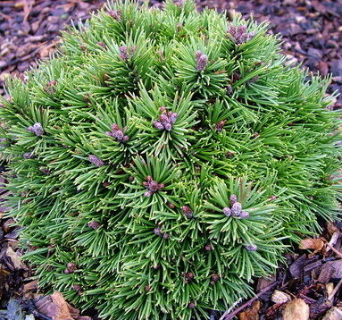 Pinus mugo Bożi Dar- kalnu priede