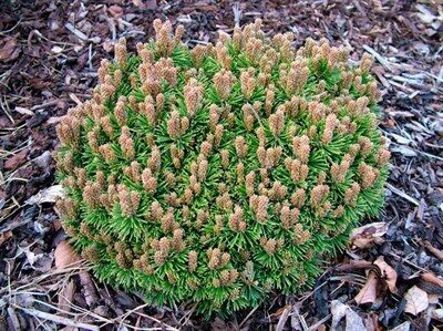 Pinus mugo Suzy Hexe- kalnu priede