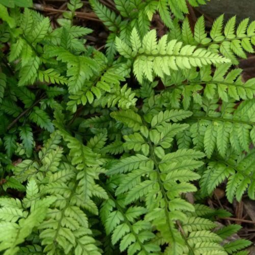 Polystichum tsus-simense- paparde